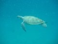 Stephen's photos - Day 8 - Barbados